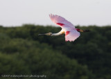 Spoonbill flight shot