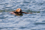 Killian retrieves sticks