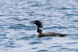 Loon