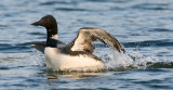 Loon landing