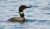 Loon