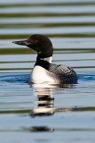 Loon with reflection