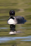 Loon looking at me