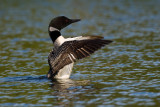 Loon flapping