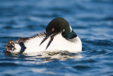 Loon preening