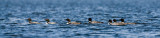 A lot of loons in one place