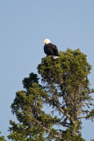 Bald Eagle in tree