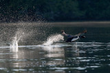 Loon launch
