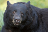 Black Bear portrait