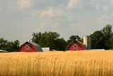 Amber Waves of Grain