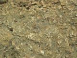 Hundale point fossils.jpg