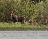 MOOSE WITH CALF