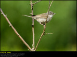 Whitethroat (Tornsanger / Sylvia communis)