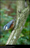 Nuthatch (Spætmejse / Sitta europaea caesia)