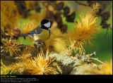 Great Tit (Musvit / Parus major)