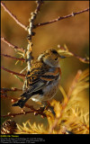 Brambling (Kvkerfinke / Fringilla montifringilla)