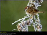 Tree Sparrow (Skovspurv / Passer montanus)