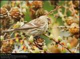 Lesser Redpoll (Lille Grsisken / Carduelis cabaret)