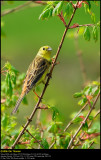 Yellowhammer (Gulspurv / Emberiza citrinella)