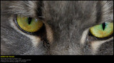 Cat Lifes (updated:2013-08-04)