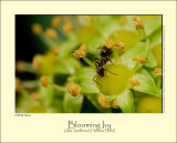 Blooming Ivy (Alm. Vedbend / Hedera helix)