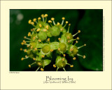 Blooming Ivy (Alm. Vedbend / Hedera helix)