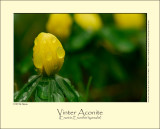 Vinter Aconite (Erantis / Eranthis hyemalis)