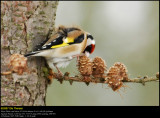Goldfinch (Stillits / Carduelis carduelis)