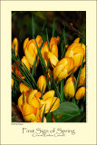 Crocus (Krokus / Crocus sp.)