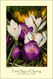 Crocus (Krokus / Crocus sp.)