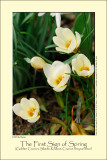 Golden Crocus (Skede-Krokus / Crocus chrysanthus)