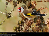 Goldfinch (Stillits / Carduelis carduelis)