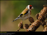 Goldfinch (Stillits / Carduelis carduelis)