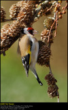 Goldfinch (Stillits / Carduelis carduelis)