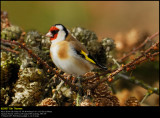 Goldfinch (Stillits / Carduelis carduelis)