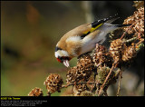 Goldfinch (Stillits / Carduelis carduelis)