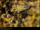 Greenfinch (Grønirisk / Carduelis chloris)