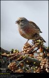 Linnet (Tornirisk / Carduelis cannabina)