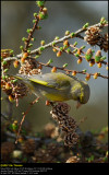 Greenfinch (Grønirisk / Carduelis chloris)