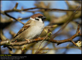 Tree Sparrow (Skovspurv / Passer montanus)