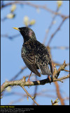 Starling (Stær / Sturnus vulgaris)