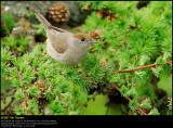 Blackcap (Munk / Sylvia atricapilla)