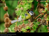 Blue tit (Blåmejse / Cyanistes caeruleus)