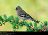 Chaffinch (Bogfinke / Fringilla coelebs)