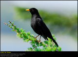 Blackbird (Solsort / Turdus merula)