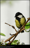 Great Tit (Musvit / Parus major)