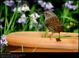 Dunnock (Jernspurv / Prunella modularis)