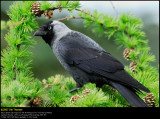 Jackdaw (Allike / Corvus monedula)