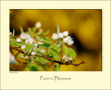 Pear in Blossom