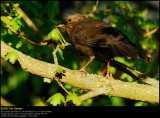 Blackbird (Solsort / Turdus merula)